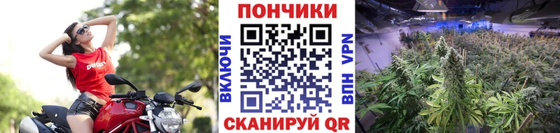 Купить  Энем  Марихуана гибрид 